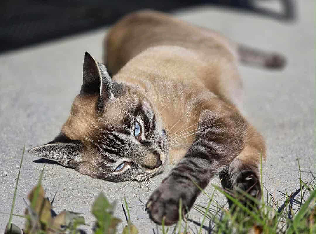 Cammy joined the competition — help win amazing prizes! cat, blue_eyes, lying_down, stretching, outdoor, grass, concrete, sunlight, feline, pet, animal, tabby, close_up, relaxation, whiskers, paw, ears, daylight, nature, calm