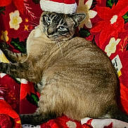 Cammy joined the competition — help win amazing prizes! cat, santa_hat, holiday, christmas, blanket, red, white, festive, animal, pet, fur, relaxed, indoor, cozy, pattern, fluffy, cute, holiday_decor, seasonal, mammal