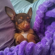 Cocoa is registered to the contest to win money with this photo: animal, blanket, comfort, cozy, cuddly, cute, dog, ears, fur, indoor, pet, puppy, purple, relaxation, resting, sleeping, small_dog, snuggling, soft, warm