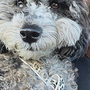 Luna joined the competition — help win amazing prizes! dog, curly_fur, leash, close_up, black_nose, pet, animal, fluffy, canine, portrait, cute, furry, domestic_animal, leopard_print, face, whiskers, ears, brown_eyes, fur_texture, indoor