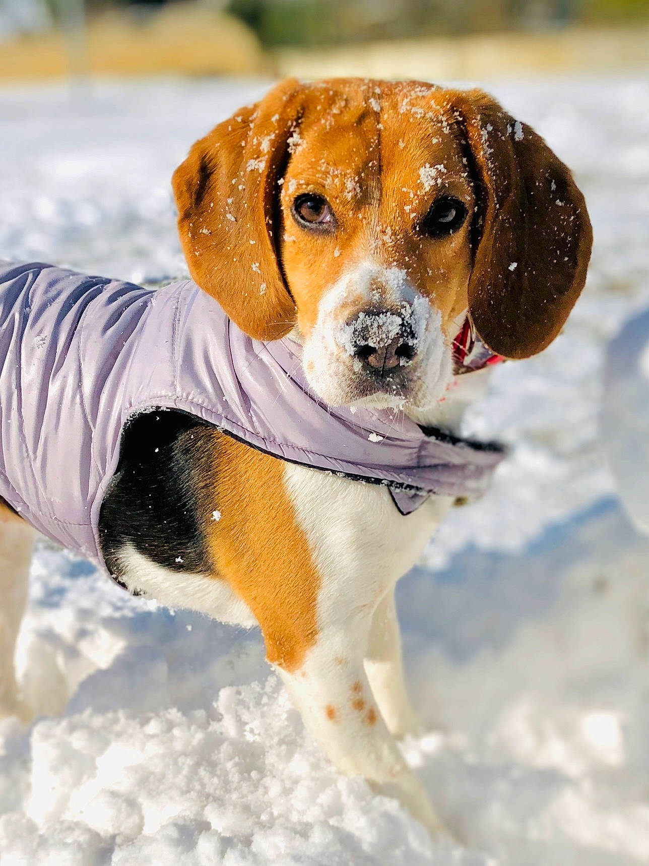 Apy a rejoint le concours — aidez-le/la à gagner de superbes lots ! beagle, canidae, carnivore, collar, companion_dog, dog, dog_breed, dog_collar, fawn, freezing, fur, hound, pet_supply, scent_hound, snout, snow, sporting_group, whiskers, white, winter