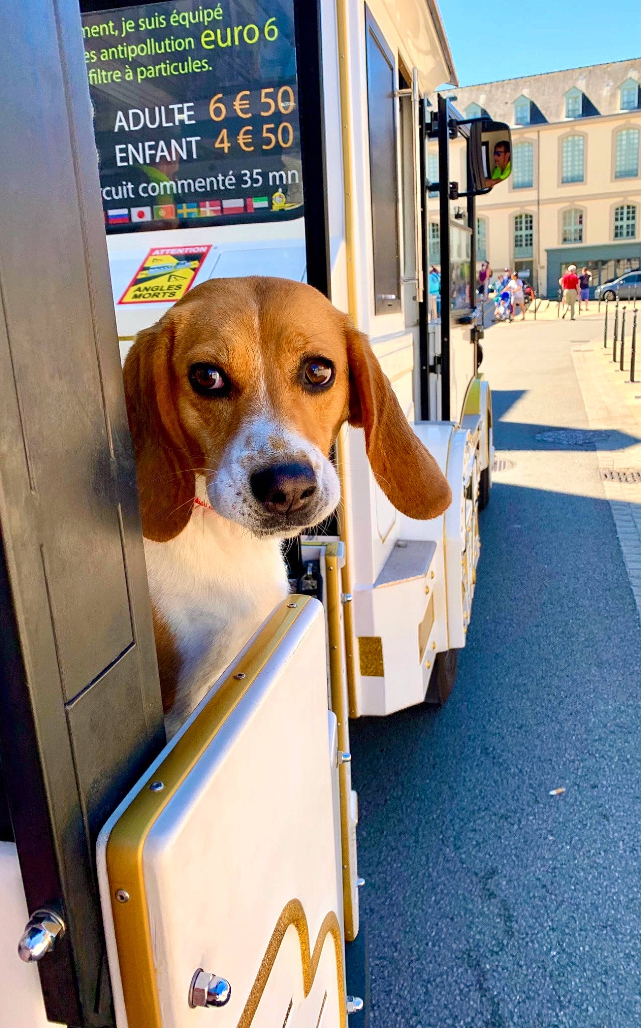 Apy participe au concours pour gagner de l'argent avec cette photo : building, canidae, carnivore, collar, companion_dog, dog, dog_breed, dog_supply, fawn, hound, mammal, motor_vehicle, pet_supply, sky, snout, sporting_group, street_fashion, vehicle_door, window, working_animal