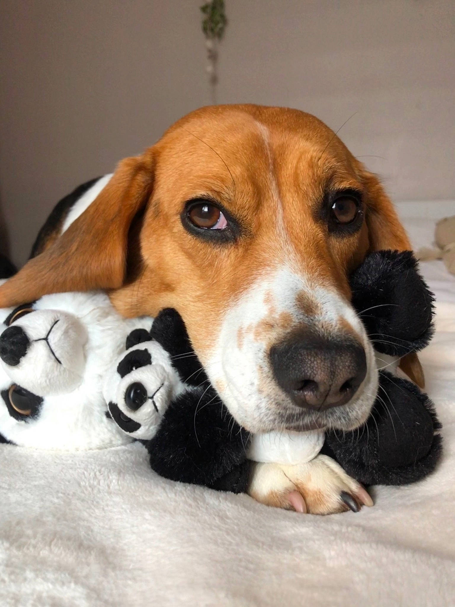 Apy a rejoint le concours — aidez-le/la à gagner de superbes lots ! ball, beagle, beagle_harrier, beaglier, canidae, carnivore, companion_dog, dog, dog_breed, fawn, finnish_hound, hound, hunting_dog, scent_hound, snout, sporting_group, terrestrial_animal, whiskers, working_animal