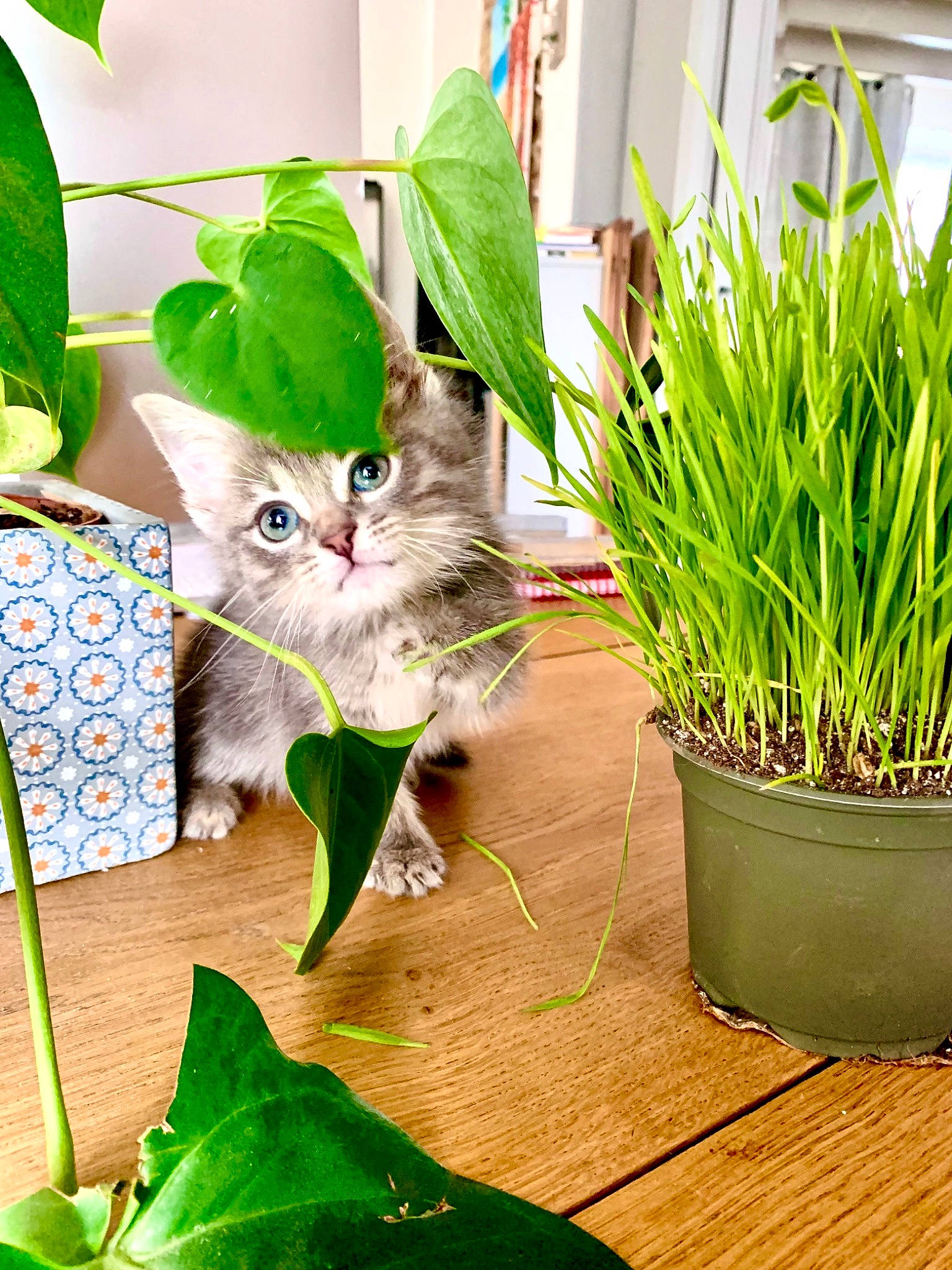 Skål participe au concours pour gagner de l'argent avec cette photo : botany, carnivore, cat, domestic_short_haired_cat, felidae, flowering_plant, flowerpot, fur, grass, green, groundcover, hardwood, herb, houseplant, leaf, plant, small_to_medium_sized_cats, tail, terrestrial_plant, whiskers
