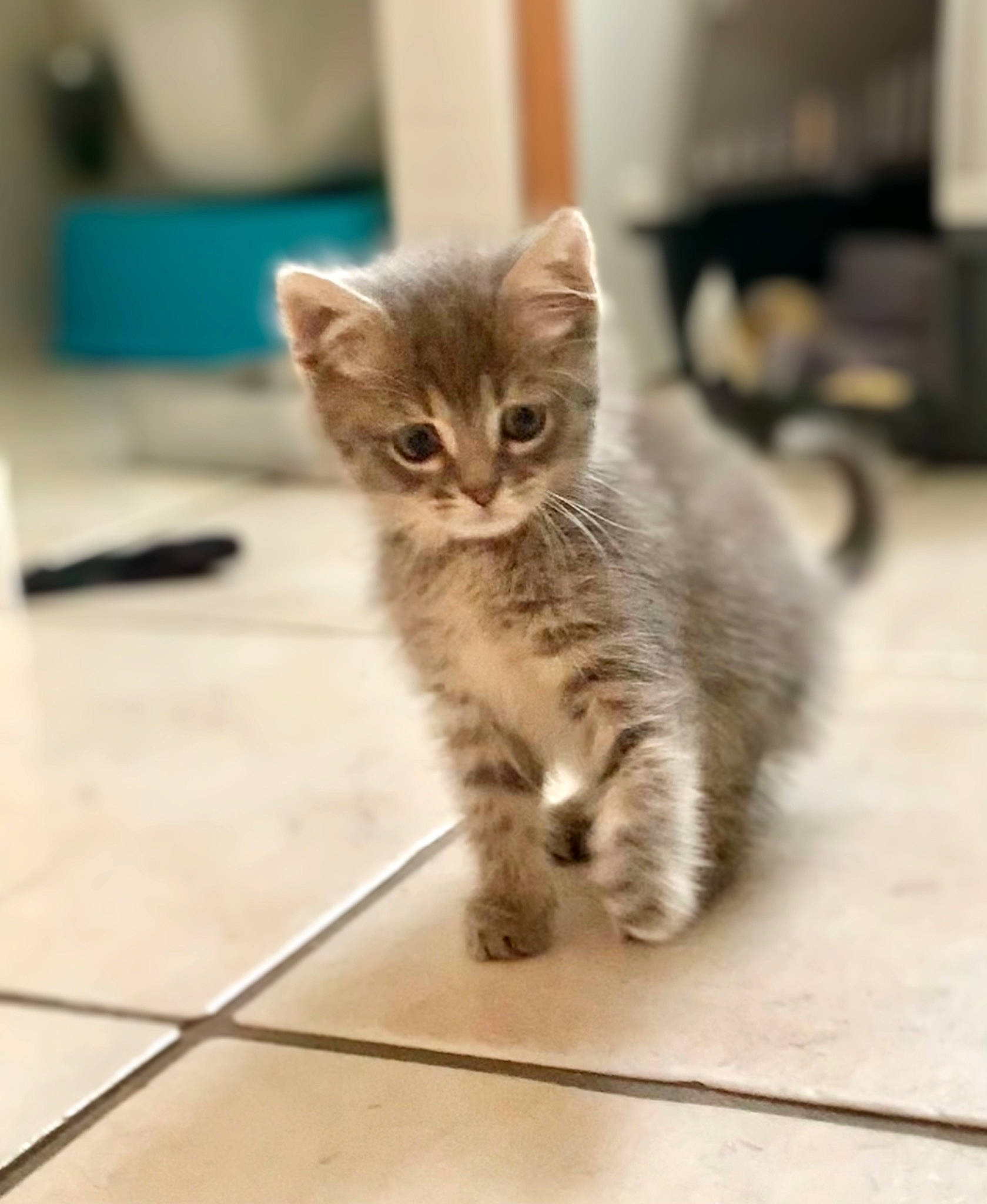 Skål a rejoint le concours — aidez-le/la à gagner de superbes lots ! carnivore, cat, claw, domestic_short_haired_cat, fawn, felidae, floor, flooring, fur, hardwood, paw, pet_supply, photo_caption, sitting, small_to_medium_sized_cats, snout, tail, terrestrial_animal, whiskers, wood