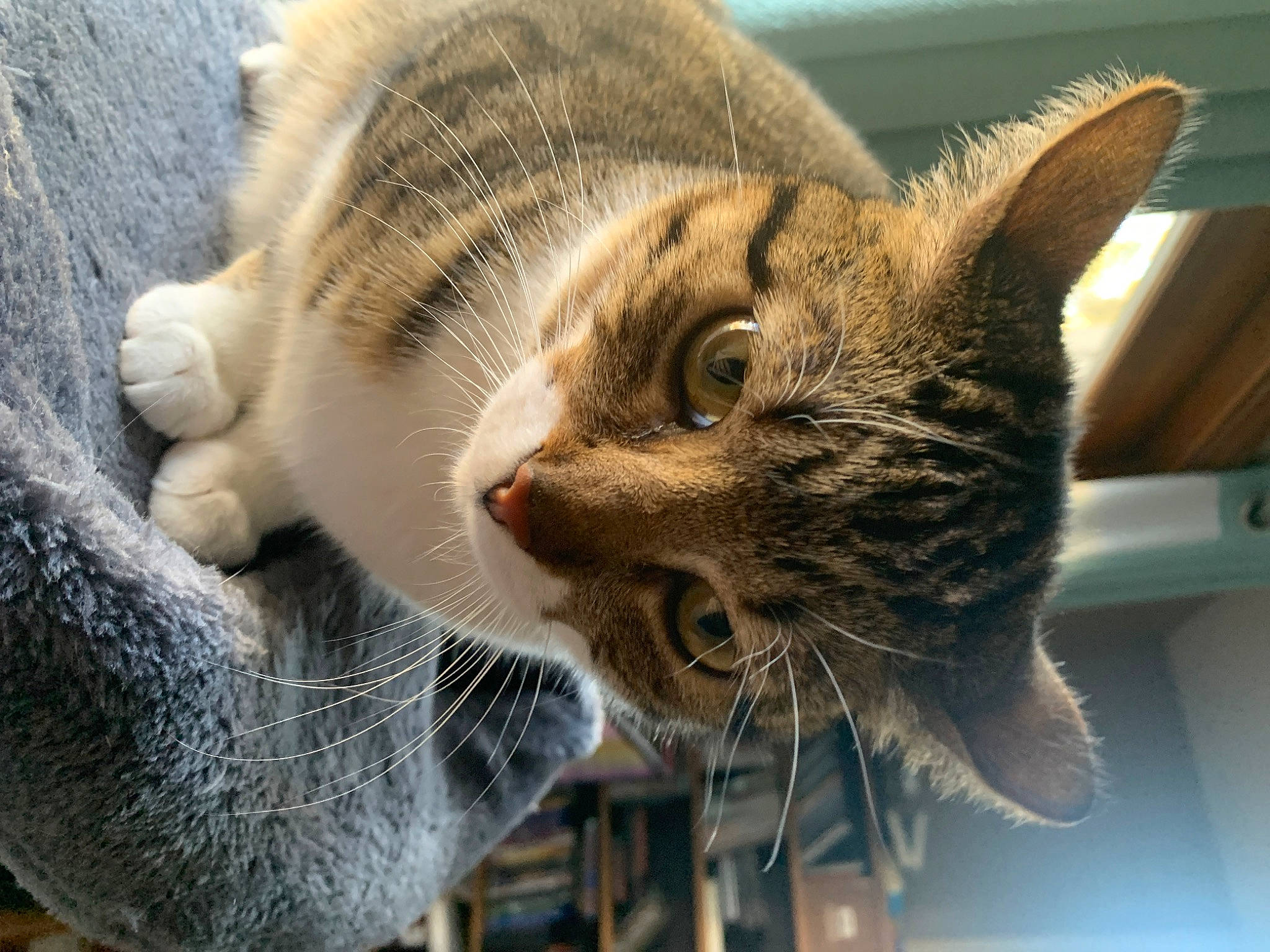 Faith is registered to the contest to win money with this photo: carnivore, cat, claw, close_up, comfort, domestic_short_haired_cat, ear, fawn, felidae, fur, paw, plant, small_to_medium_sized_cats, snout, tail, tree, whiskers, wildlife, window, wood