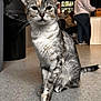 cat, tabby, indoor, floor, people, person, casual, seated, standing, window, trash_can, pants, sweater, furniture, animal, pet, whiskers, ears, tail, calm