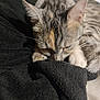 cat, tabby, sleeping, paws, close_up, blanket, black_blanket, feline, pet, cozy, resting, indoor, cute, fur, whiskers, relaxed, animal, soft, nap, domestic_cat