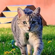 Isis a rejoint le concours — aidez-le/la à gagner de superbes lots ! cat, animal, grass, outdoor, pet, feline, greenery, walking, nature, sunlight, flower, steps, orange_wall, collar, closeup, portrait, daylight, domestic_cat, cute, curious
