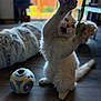 cat, white_cat, pet, indoor, toy, playing, paws, fur, floor, wooden_floor, ball, furniture, window, blurred_background, action, animal, cute, domestic_animal, young_cat, curious