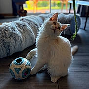 Apache participe au concours pour gagner de l'argent avec cette photo : cat, white_cat, pet, indoor, wooden_floor, toy, ball, playful, fur, curious, window_light, cozy, furniture, plant, flooring, domestic_animal, animal, cute, relaxed, home