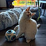 cat, white_cat, pet, indoor, wooden_floor, toy, ball, playful, fur, curious, window_light, cozy, furniture, plant, flooring, domestic_animal, animal, cute, relaxed, home