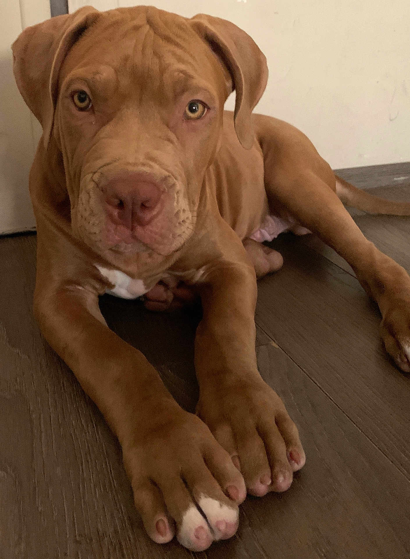 Baloo