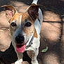 Nasty participe au concours pour gagner de l'argent avec cette photo : animal, canine, collar, cute, dog, ears, friendly, happy, jack_russell_terrier, leaf, looking_up, nature, outdoor, pavement, pet, shadow, small_dog, sunlight, tongue, walking