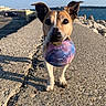 Nasty participe au concours pour gagner de l'argent avec cette photo : ball, close_up, concrete, dog, ears, fetch, happy, parking_lot, paws, pet, pier, portrait, quay, rocks, sea, shadow, sky, sunset, toy, waterfront