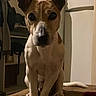 brown_and_white, carpet, cute, dog, ears, fridge, fur, indoor, jack_russell, looking_at_camera, low_light, nose, paws, pet, portrait, room, shadow, shelf, sitting, whiskers