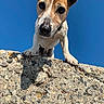 blue_sky, canine, close_up, collar, concrete_wall, curious, dog, ears, jack_russell, muzzle, nose, outdoor, paws, pet, playful, portrait, shadow, stone_texture, sunlight, whiskers