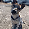 boats, collar, concrete, curious, cute, dog, ears, front_paws, harbor, jack_russell_terrier, nose, outdoor, pet, portrait, shadow, sitting, small_dog, sunlight, whiskers, yacht