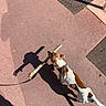 brown_and_white, collar, dog, jack_russell, leash, manhole_cover, metal_grate, outdoors, owner_shoe, pavement, pet, shadow, sidewalk, small_dog, stick, street, sunny, texture, urban_walk, walking
