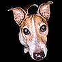 Nasty a rejoint le concours — aidez-le/la à gagner de superbes lots ! alert, animal, black_background, brown, canine, close_up, curious, cute, dog, domestic_animal, ears, face, looking_at_camera, muzzle, nose, pet, portrait, snout, whiskers, white