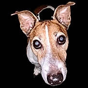 Nasty a rejoint le concours — aidez-le/la à gagner de superbes lots ! alert, animal, black_background, brown, canine, close_up, curious, cute, dog, domestic_animal, ears, face, looking_at_camera, muzzle, nose, pet, portrait, snout, whiskers, white
