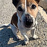 Nasty participe au concours pour gagner de l'argent avec cette photo : attentive, brown_white, canine, close_up, collar, curious, dog, ears_up, jack_russell, nose, outdoor, paws, pet, portrait, shadow, small_dog, snout, stone_ground, sunlight, whiskers