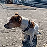 canine, collar, concrete, day_time, dog, harbor, jack_russell, leisure, marina, outdoors, pavement, pet, pier, profile, shadow, sitting, sunlight, travel, water, yacht