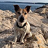 attentive, canine, collar, dog, ears, horizon, jack_russell_terrier, muzzle, ocean, outdoors, paws, pet, portrait, rocks, rocky_shore, sea, sitting, sky, sunlight, water