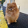 Mia participe au concours pour gagner de l'argent avec cette photo : dog, pomeranian, fluffy, street, sidewalk, curb, yellow_paint, fur, pet, outdoor, small_dog, canine, animal, quiet_street, residential_area, daylight, pavement, close_up, cute, walking_path