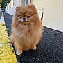 adorable, animal, asphalt, canine, cute, daylight, dog, fence, fluffy, fur, house, nature, outdoor, pet, pomeranian, sidewalk, small_dog, street, walking_path, yellow_curb