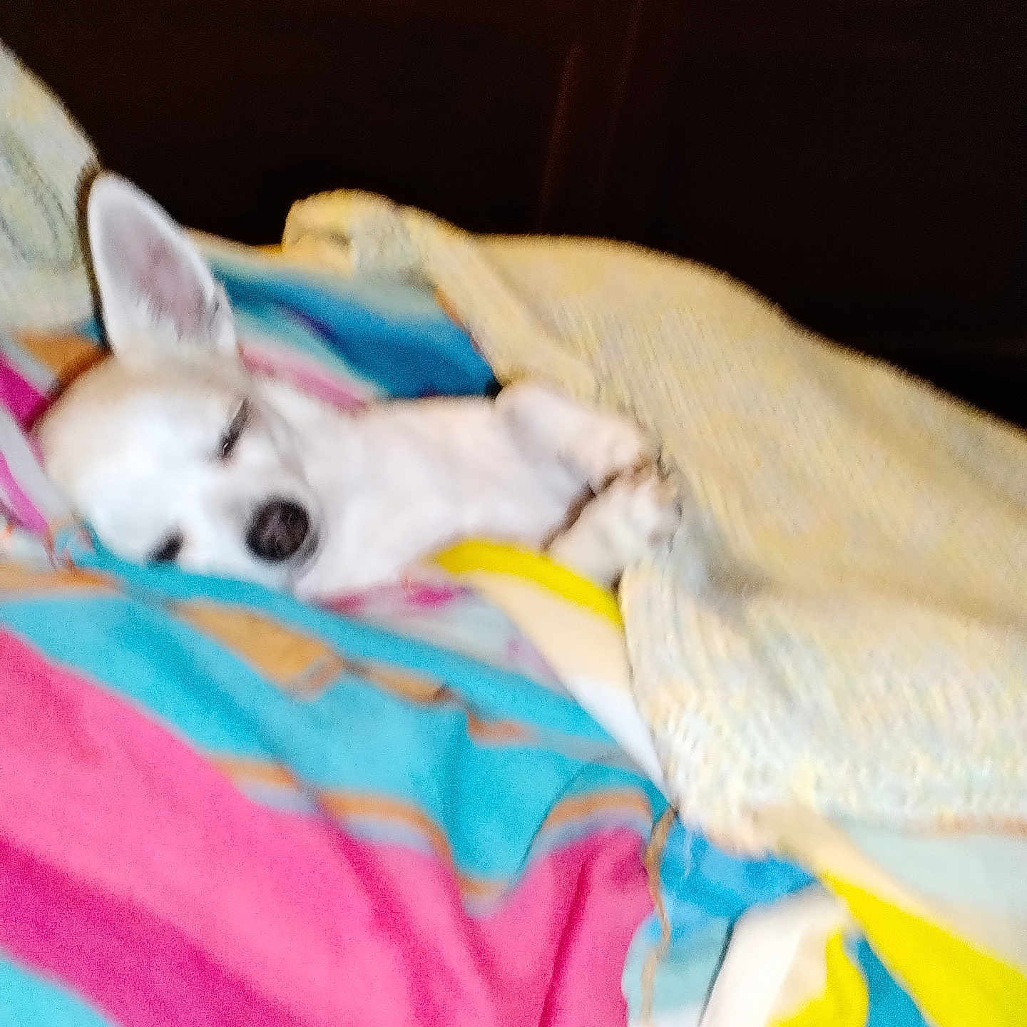 Maya