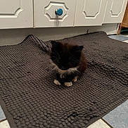 Monsieur Mo participe au concours pour gagner de l'argent avec cette photo : kitten, cat, black_and_white, mat, kitchen, cabinet, floor, tile, pet, animal, small, cute, indoor, cozy, feline, resting, texture, home, white, blue_knobs