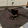kitten, cat, black_and_white, mat, kitchen, cabinet, floor, tile, pet, animal, small, cute, indoor, cozy, feline, resting, texture, home, white, blue_knobs