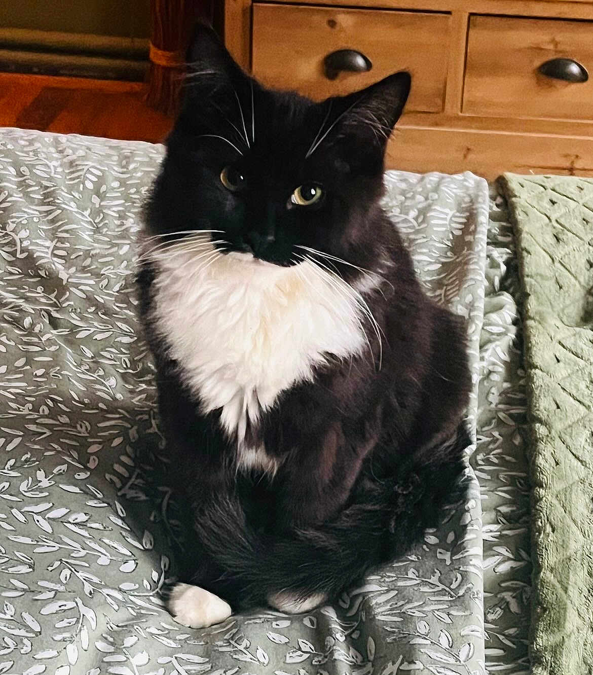 Monsieur Mo