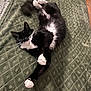 animal, black_and_white_cat, blanket, cat, cozy, cute, domestic_animal, feline, fur, indoor, lying_down, mammal, paw, pet, relaxed, resting, sleepy, stretching, textured_blanket, whiskers