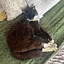 cat, tuxedo_cat, sleeping, curled_up, fluffy, whiskers, pillow, blanket, indoor, cozy, resting, pet, fur, animal, home, relaxation, soft_texture, comfort, cute, peaceful