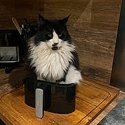 Félix participe au concours pour gagner de l'argent avec cette photo : appliance, black, black_and_white, cat, counter, cute, domestic_animal, feline, fluffy, fur, furball, household, indoor, kitchen, pet, relaxed, sitting, whiskers, white, wooden_surface