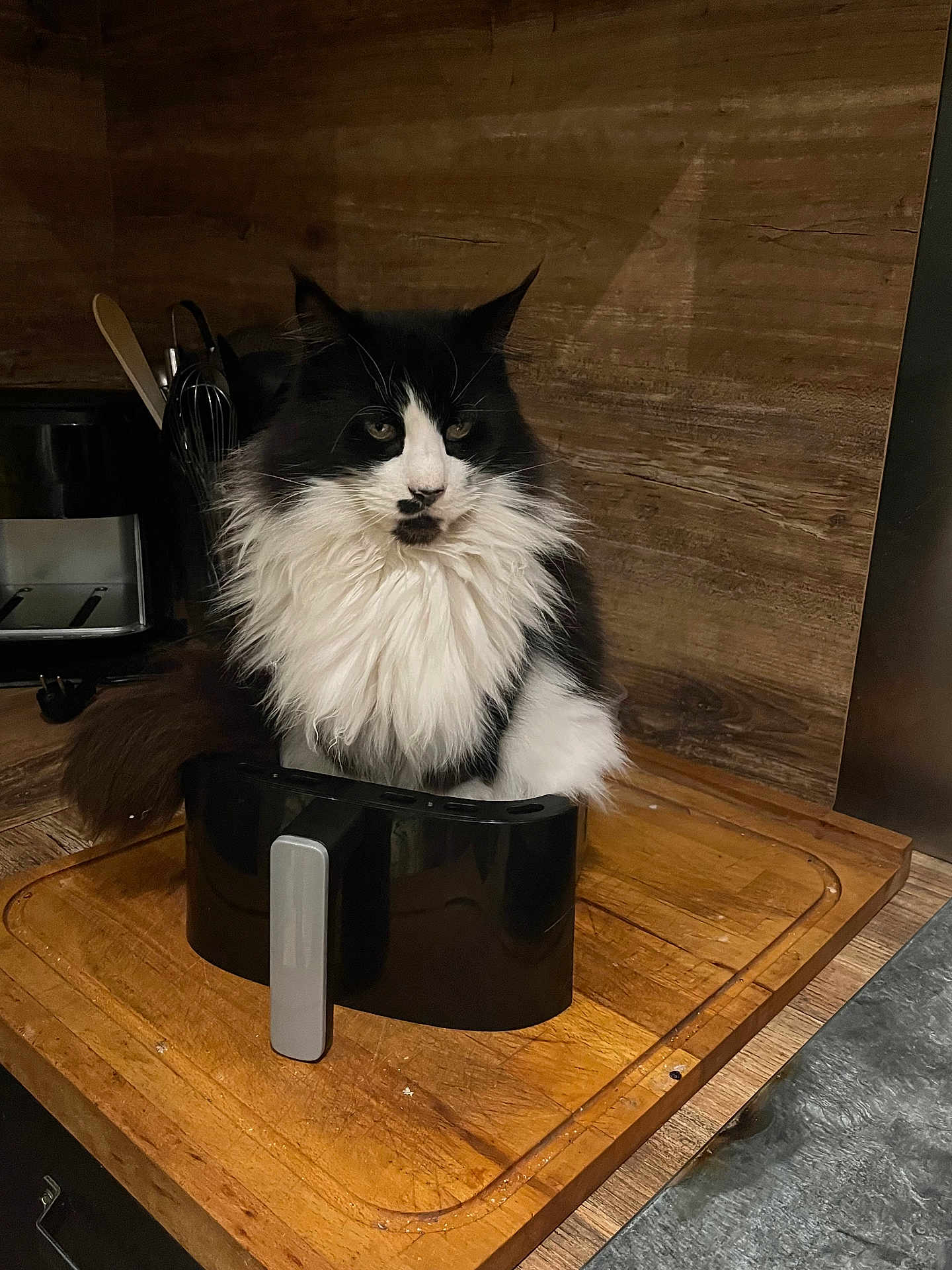Félix participe au concours pour gagner de l'argent avec cette photo : appliance, black, black_and_white, cat, counter, cute, domestic_animal, feline, fluffy, fur, furball, household, indoor, kitchen, pet, relaxed, sitting, whiskers, white, wooden_surface