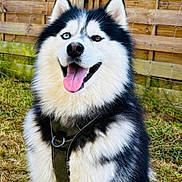 Shadow participe au concours pour gagner de l'argent avec cette photo : dog, husky, siberian_husky, canine, pet, animal, outdoor, grass, fence, happy, tongue_out, fur, black_and_white, muzzle, ears, collar, sitting, smiling, nature, daylight