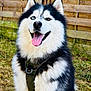animal, black_and_white, canine, collar, daylight, dog, ears, fence, fur, grass, happy, husky, muzzle, nature, outdoor, pet, siberian_husky, sitting, smiling, tongue_out