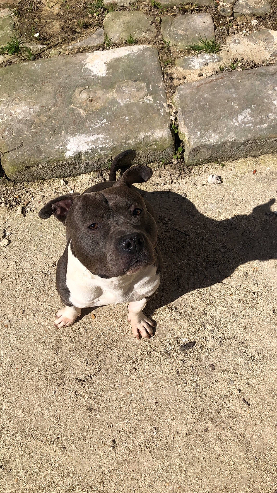 Kimbo a rejoint le concours — aidez-le/la à gagner de superbes lots ! asphalt, bulldog, canidae, carnivore, companion_dog, concrete, dog, dog_breed, eye, fawn, grass, paw, road_surface, shadow, snout, soil, sporting_group, terrestrial_animal, whiskers, working_animal