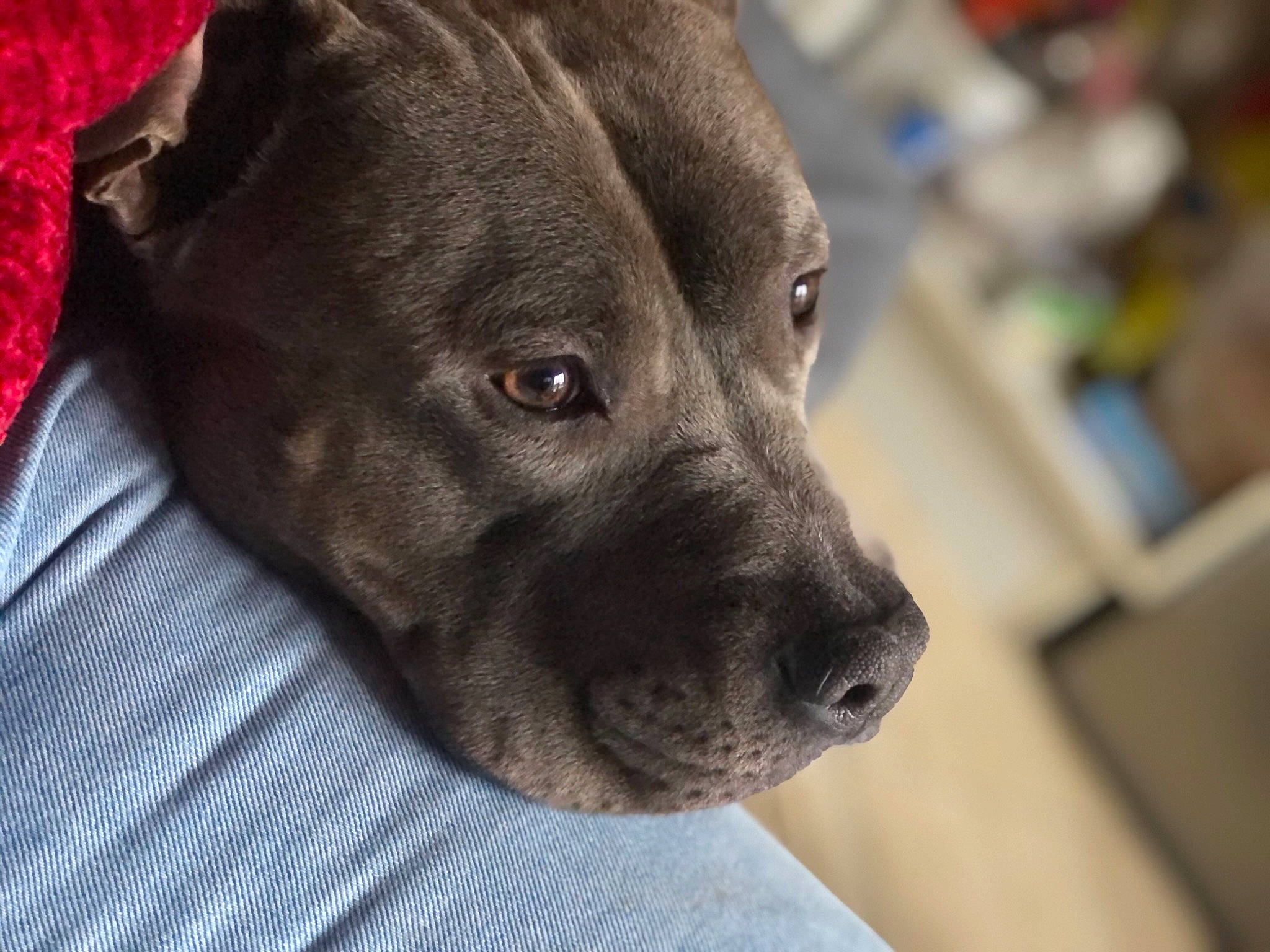 Kimbo participe au concours pour gagner de l'argent avec cette photo : borador, canidae, carnivore, comfort, companion_dog, dog, dog_breed, ear, fawn, fur, grey, guard_dog, liver, non_sporting_group, puppy, sporting_group, terrestrial_animal, whiskers, working_animal