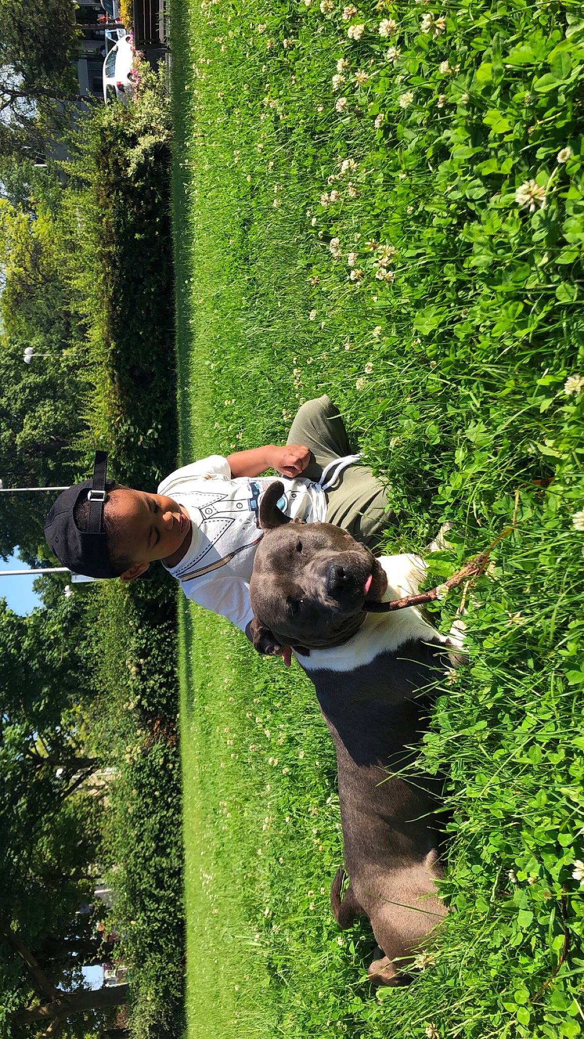 Kimbo participe au concours pour gagner de l'argent avec cette photo : botany, carnivore, companion_dog, dog, dog_breed, fun, garden, grass, grass_family, green, groundcover, lawn, leisure, mammal, people_in_nature, plant, shrub, t_shirt, tree, vertebrate