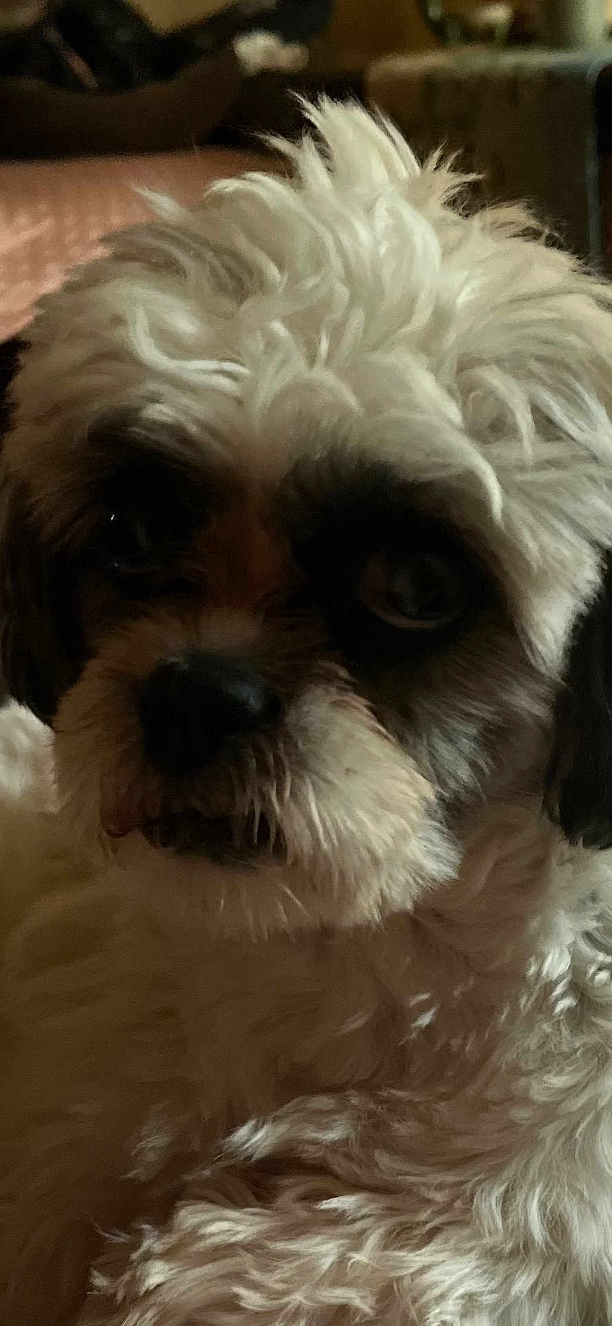 Rocket joined the competition — help win amazing prizes! dog, close_up, fluffy, white_fur, black_fur, pet, indoor, cozy, curious, animal, portrait, mammal, cute, face, fur, companion, domestic_animal, whiskers, snout, relaxed