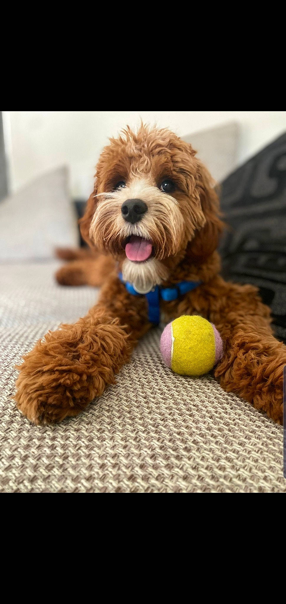 Crumpet is registered to the contest to win money with this photo: american_football, ball, canidae, carnivore, companion_dog, dog, dog_breed, dog_supply, dog_toy, fur, liver, puppy, snout, sporting_group, stuffed_toy, tennis_ball, terrier, toy, toy_dog, water_dog