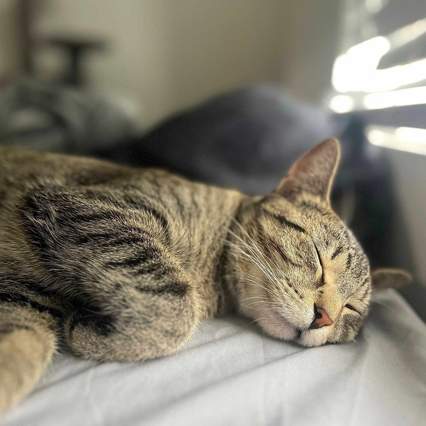 Lola joined the competition — help win amazing prizes! abyssinian, animal, bed, bedroom, blanket, cat, couch, cushion, egyptiancat, furniture, hardwood, homedecor, indoors, kitten, manx, person, pet, room, sleeping, wood