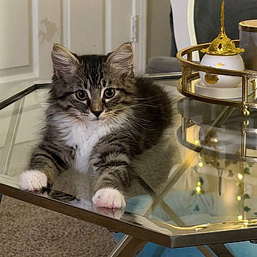 Ali is registered to the contest to win money with this photo: kitten, cat, glass_table, reflection, living_room, carpet, decor, golden_tray, curious, feline, indoor, pet, cute, fluffy, white_paws, tabby, relaxed, home, cozy, furniture