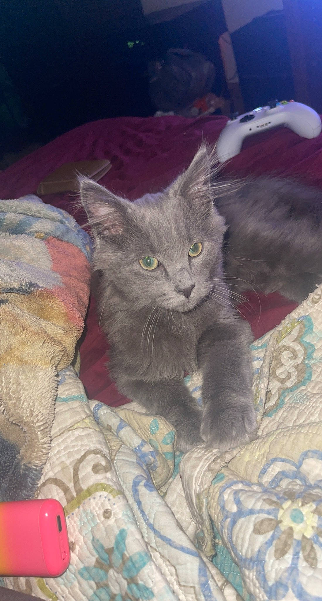 Dawson is registered to the contest to win money with this photo: carnivore, cat, claw, comfort, domestic_short_haired_cat, felidae, fur, grey, paw, russian_blue, small_to_medium_sized_cats, tail, whiskers