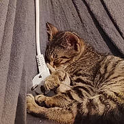 Zazou a rejoint le concours — aidez-le/la à gagner de superbes lots ! animal, cable, cat, comfort, cozy, cute, domestic, fabric, feline, fur, gray, indoor, kitten, pet, plug, resting, sleeping, small, soft, tabby