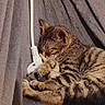animal, cable, cat, comfort, cozy, cute, domestic, fabric, feline, fur, gray, indoor, kitten, pet, plug, resting, sleeping, small, soft, tabby